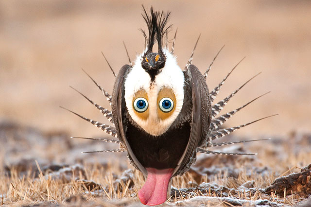 Grouse-Grin.jpg