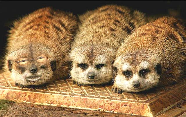 Wavion-Ferret.jpg