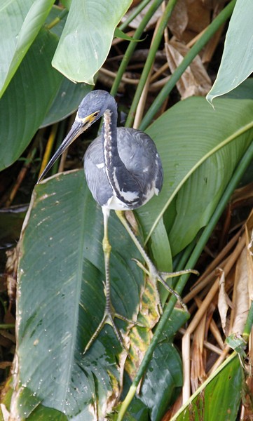 10.  A Tri-colored Heron.