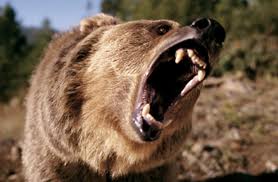 bear roaring.jpeg