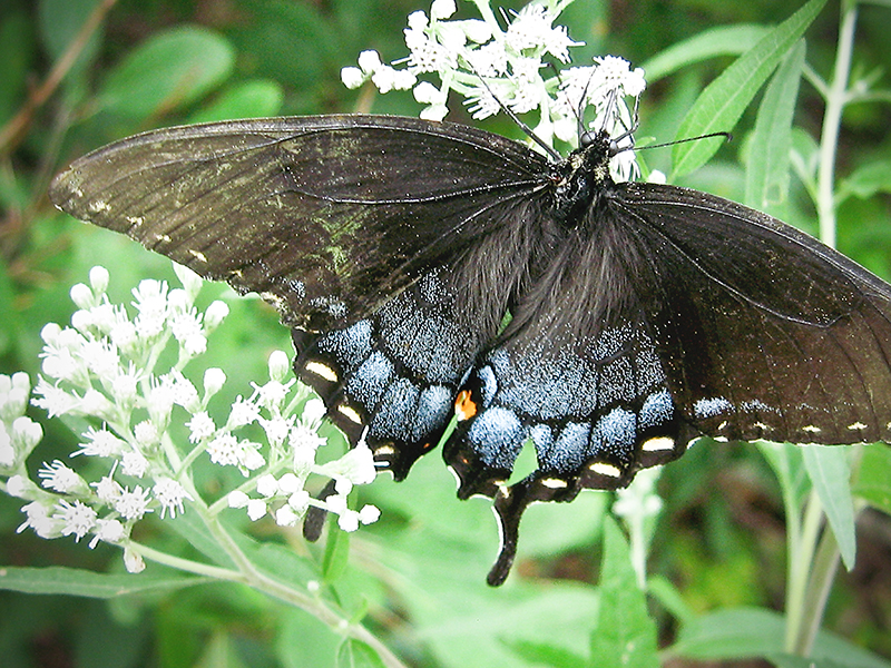 Tiger Swallowtail Female Black variety