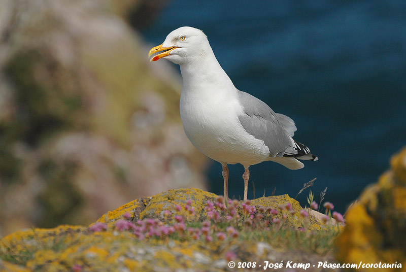 European Herring Gull<br><i>Larus argentatus argenteus</i>