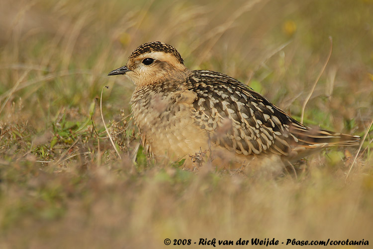 Morinelplevier / Eurasian Dotterel