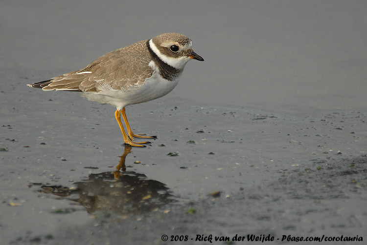 Bontbekplevier / Common Ringed Plover