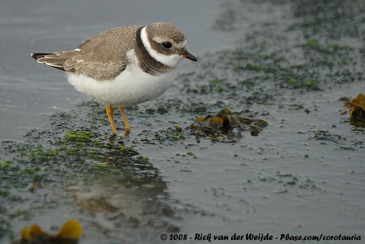 Bontbekplevier / Common Ringed Plover