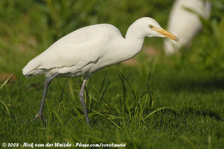 Western Cattle Egret<br><i>Ardea ibis</i>