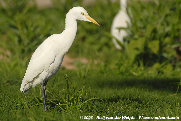 Western Cattle Egret<br><i>Ardea ibis</i>