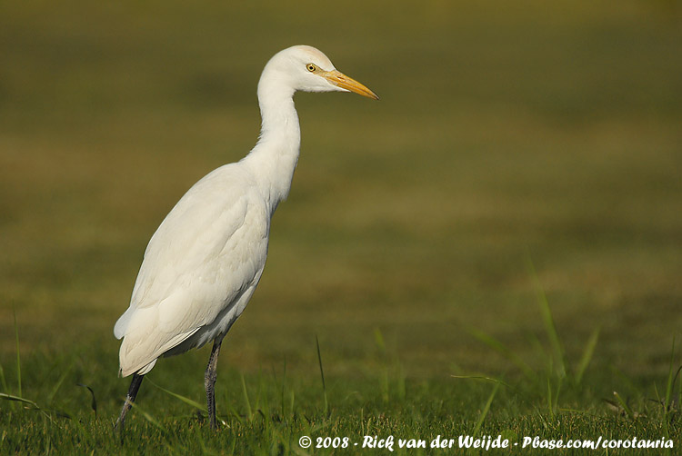 Western Cattle Egret<br><i>Ardea ibis</i>