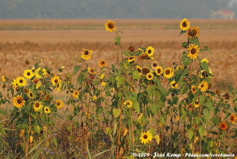 Sunflower<br><i>Heliantus annuus</i>