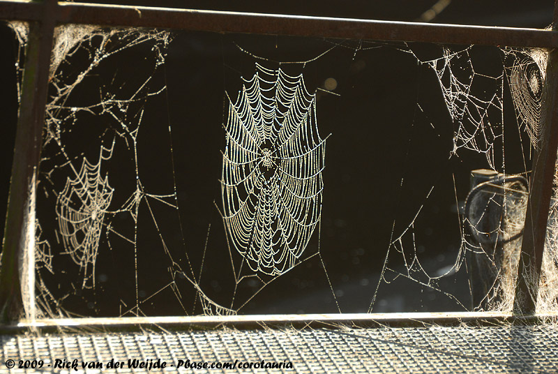 Spider Web in Autumn Dawn