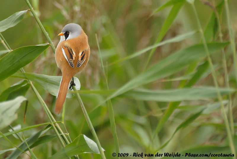 Bearded Reedling<br><i>Panurus biarmicus biarmicus</i>