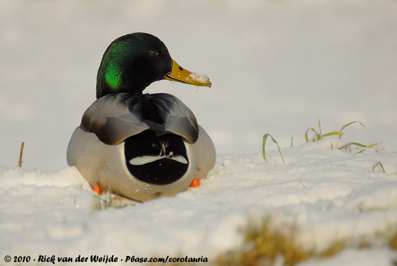 Mallard<br><i>Anas platyrhynchos platyrhynchos</i>
