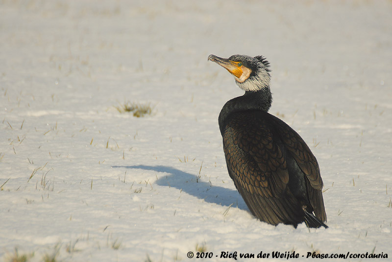 Great Cormorant<br><i>Phalacrocorax carbo sinensis</i>