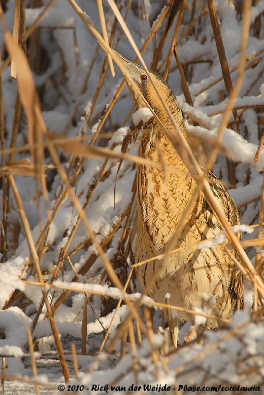 Eurasian Bittern<br><i>Botaurus stellaris stellaris</i>