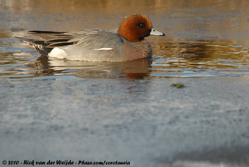 Eurasian Wigeon<br><i>Mareca penelope</i>