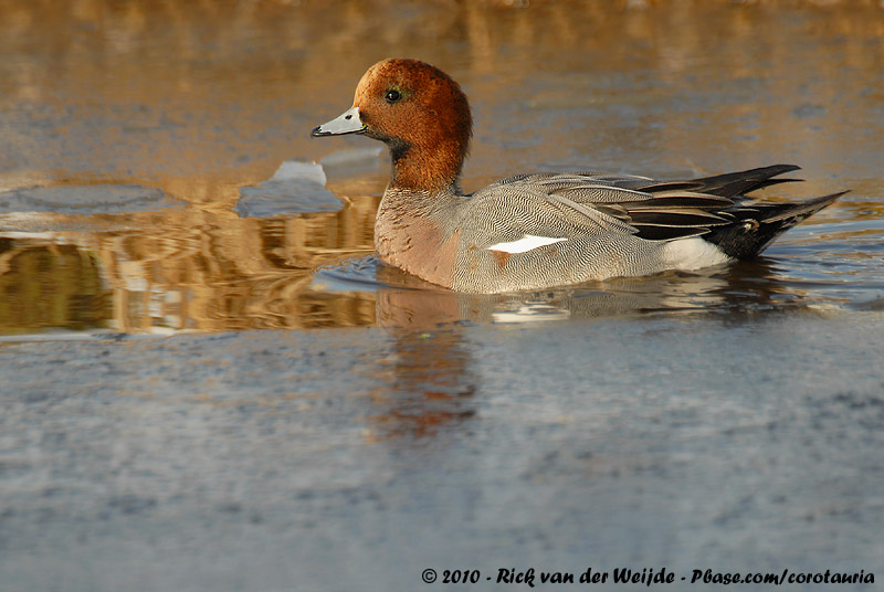Eurasian Wigeon<br><i>Mareca penelope</i>