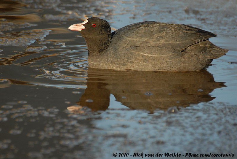 Eurasian Coot<br><i>Fulica atra atra</i>