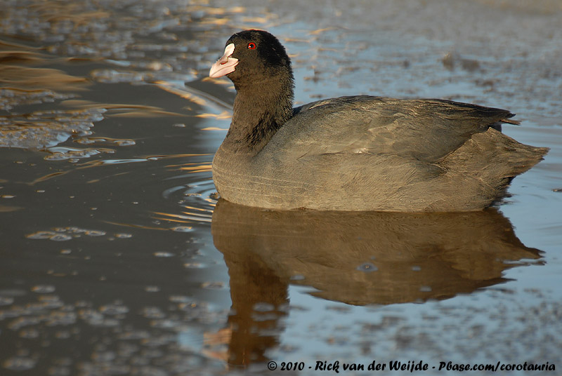 Eurasian Coot<br><i>Fulica atra atra</i>