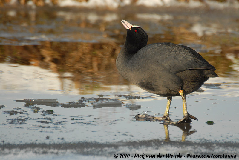 Eurasian Coot<br><i>Fulica atra atra</i>