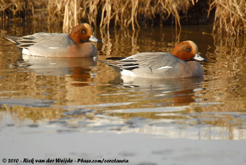 Eurasian Wigeon<br><i>Mareca penelope</i>