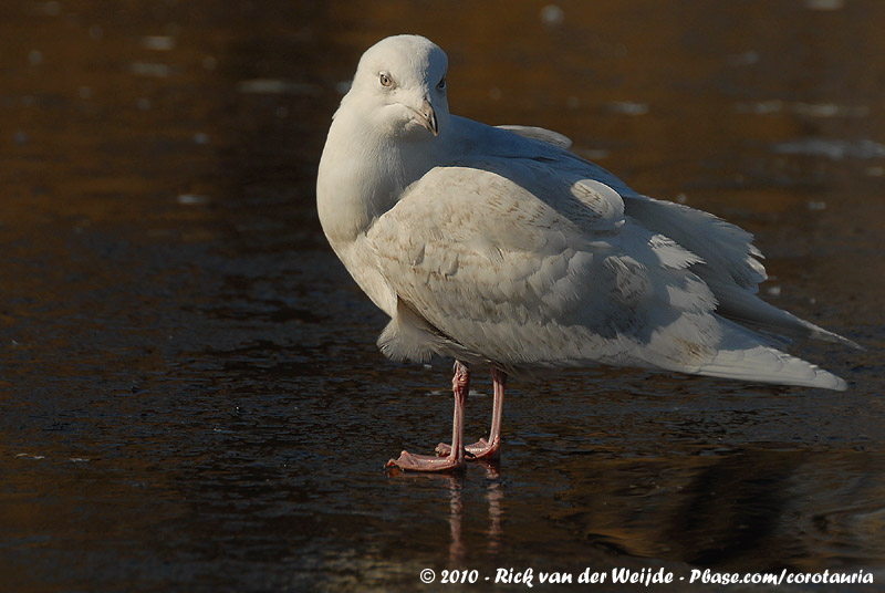 Iceland Gull<br><i>Larus glaucoides glaucoides</i>