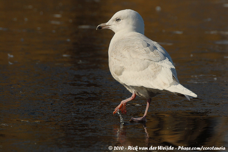 Iceland Gull<br><i>Larus glaucoides glaucoides</i>