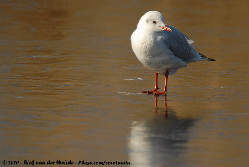 Black-Headed Gull<br><i>Chroicocephalus ridibundus</i>