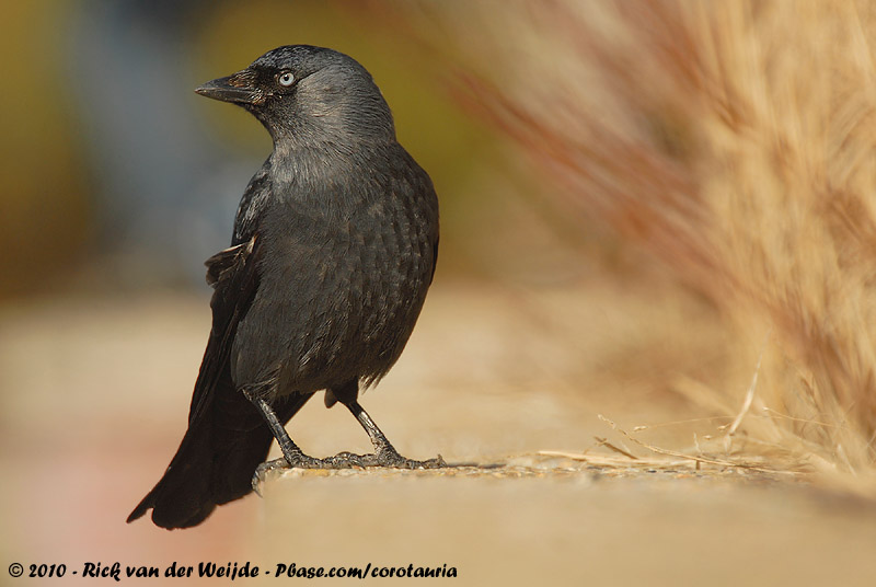 Western Jackdaw<br><i>Coloeus monedula spermelogus</i>