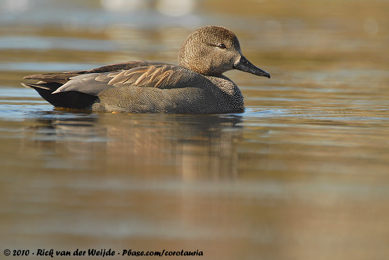Gadwall<br><i>Mareca strepera strepera</i>