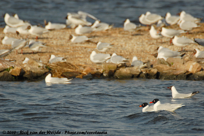 Mediterranean Gull<br><i>Ichthyaetus melanocephalus</i>