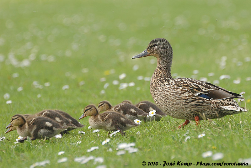 Mallard<br><i>Anas platyrhynchos platyrhynchos</i>