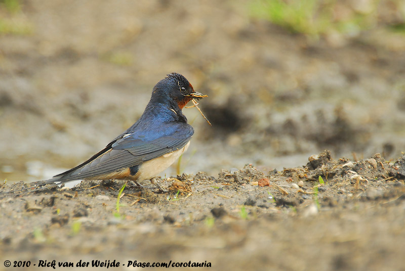 Barn Swallow<br><i>Hirundo rustica rustica</i>
