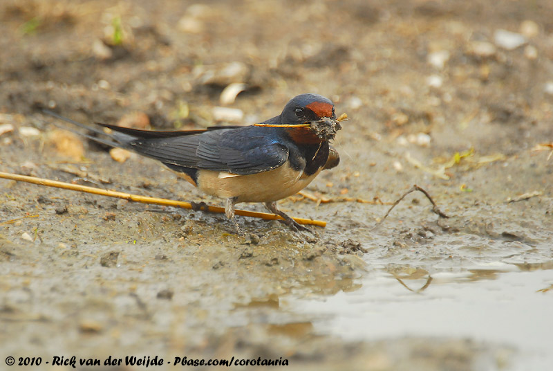 Barn Swallow<br><i>Hirundo rustica rustica</i>