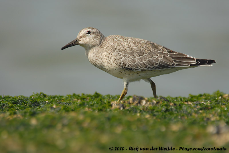 Red Knot<br><i>Calidris canutus ssp.</i>