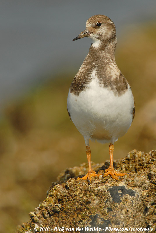 Ruddy Turnstone<br><i>Arenaria interpres interpres</i>