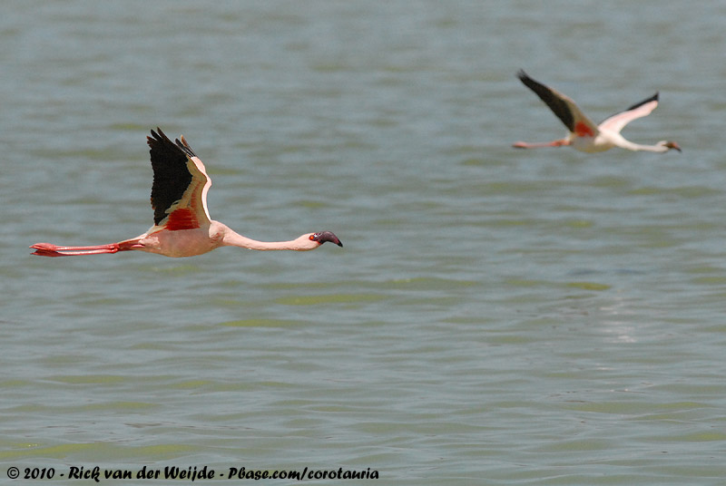 Lesser Flamingo<br><i>Phoeniconaias minor</i>