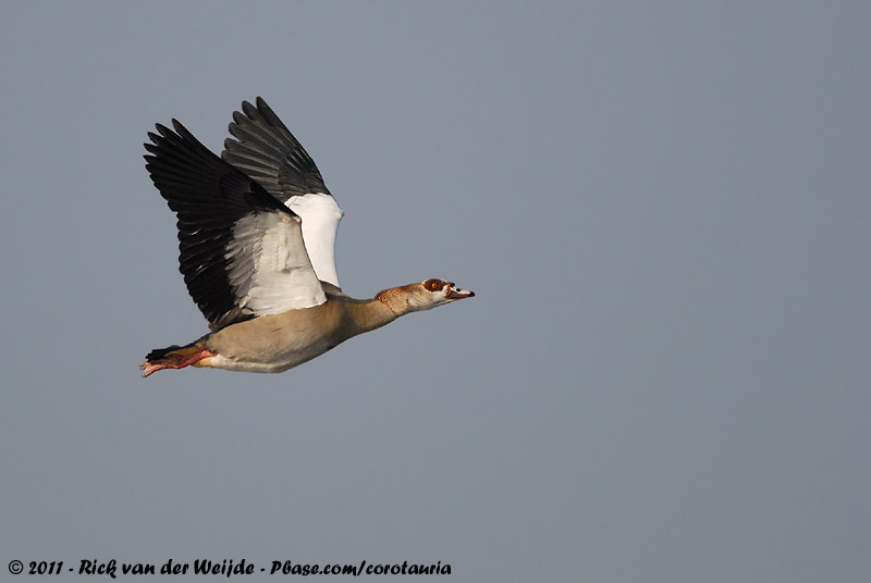 Egyptian Goose<br><i>Alopochen aegyptiaca</i>