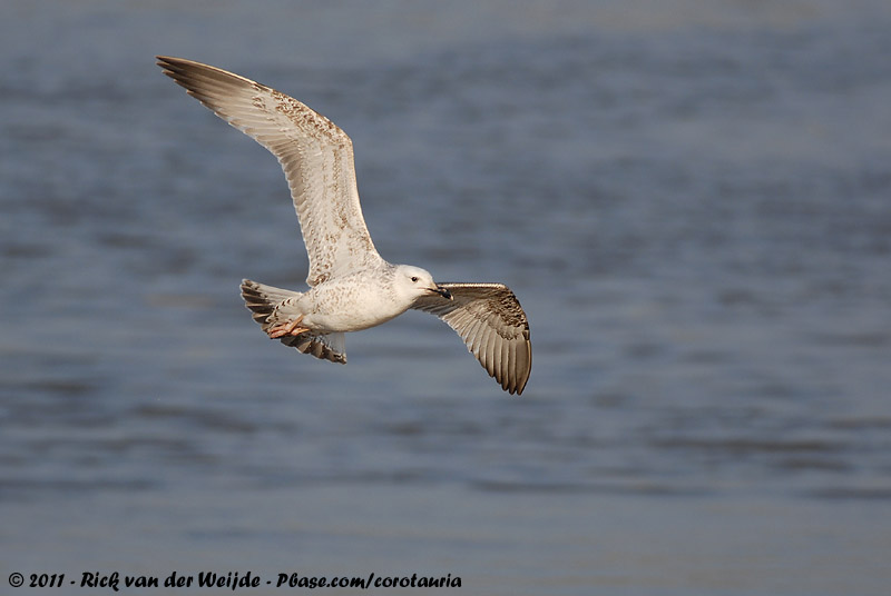Caspian Gull<br><i>Larus cachinnans</i>