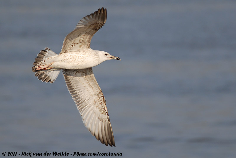 Caspian Gull<br><i>Larus cachinnans</i>