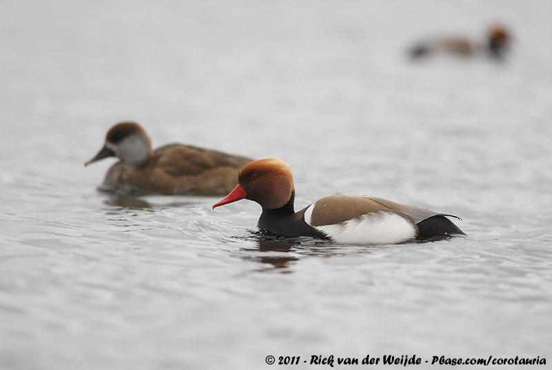 Red-Crested Pochard<br><i>Netta rufina</i>
