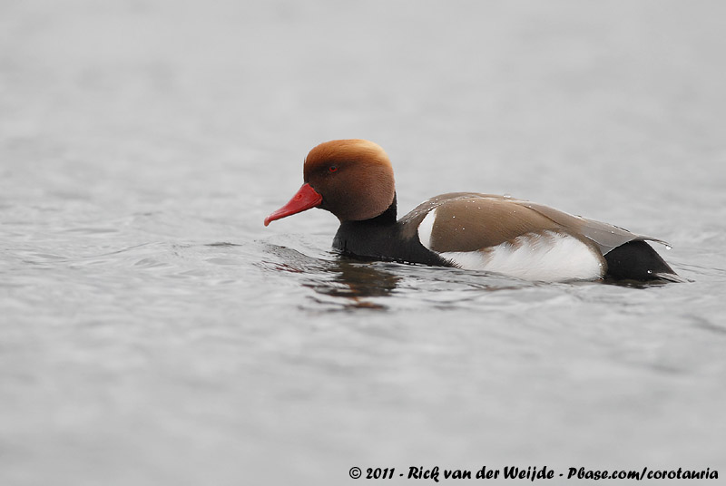 Red-Crested Pochard<br><i>Netta rufina</i>