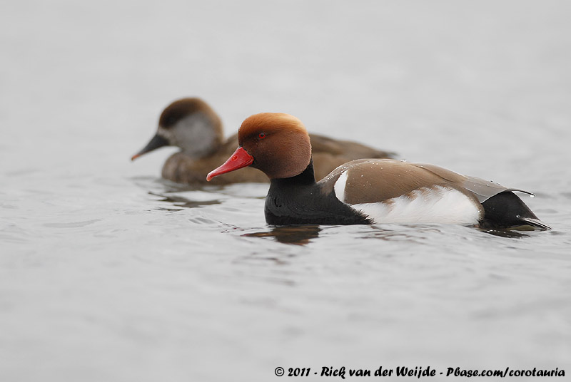 Red-Crested Pochard<br><i>Netta rufina</i>
