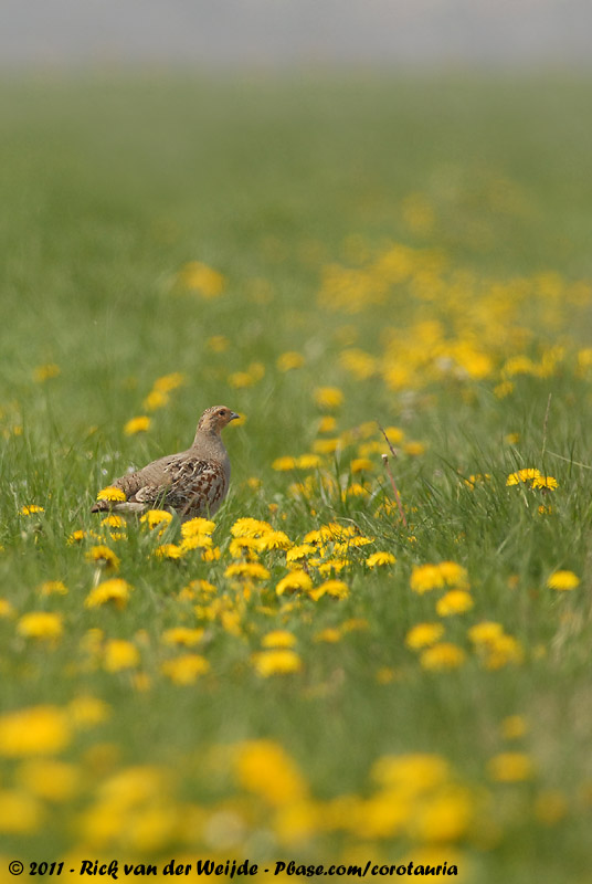 Grey Partridge<br><i>Perdix perdix perdix</i>