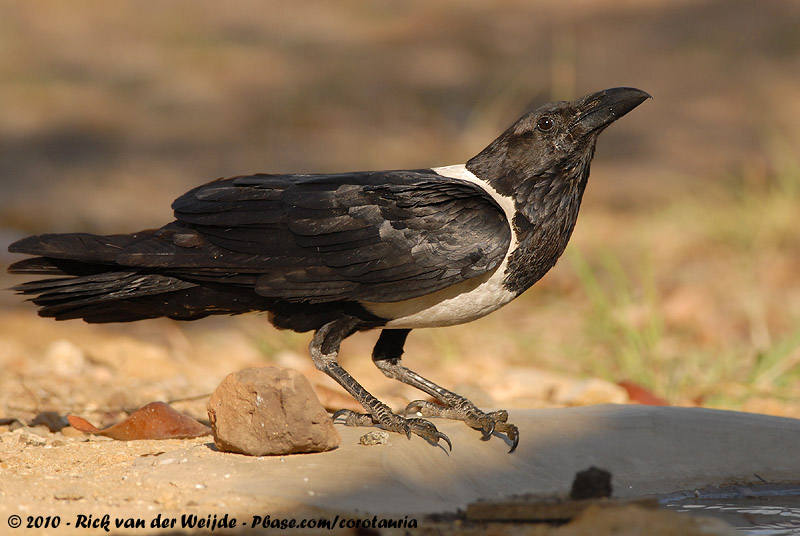 Pied Crow<br><i>Corvus albus</i>
