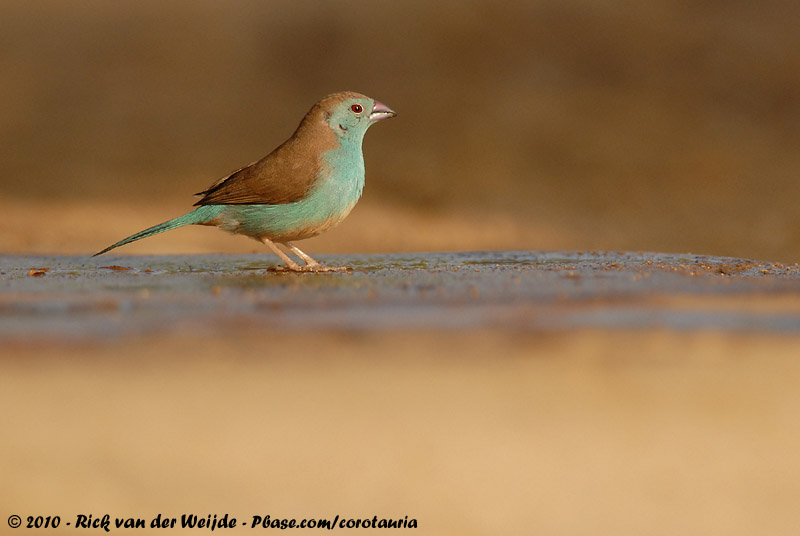 Southern Cordon-Blue<br><i>Uraeginthus angolensis niassensis</i>