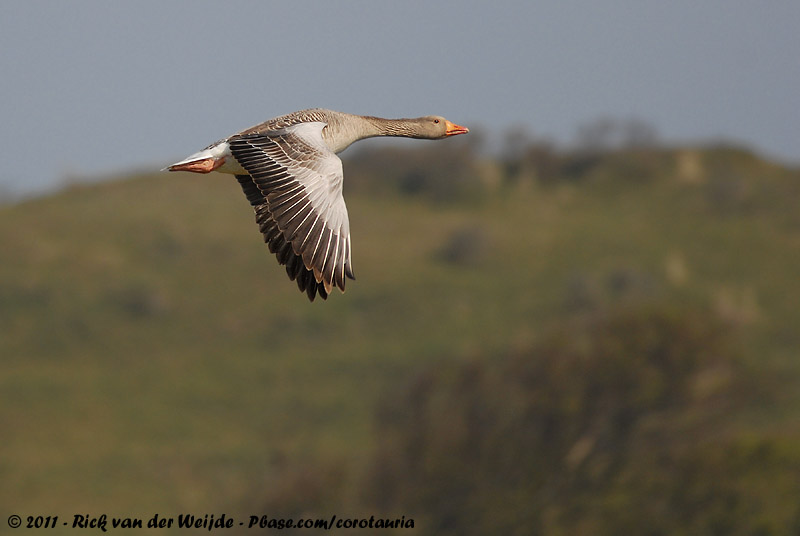Greylag Goose<br><i>Anser anser anser</i>