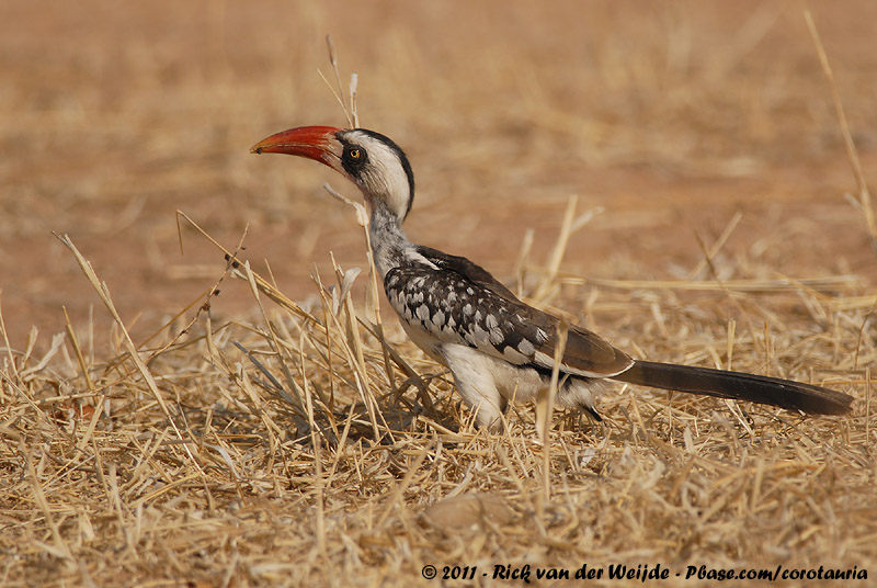Ruaha Hornbill<br><i>Tockus ruahae</i>