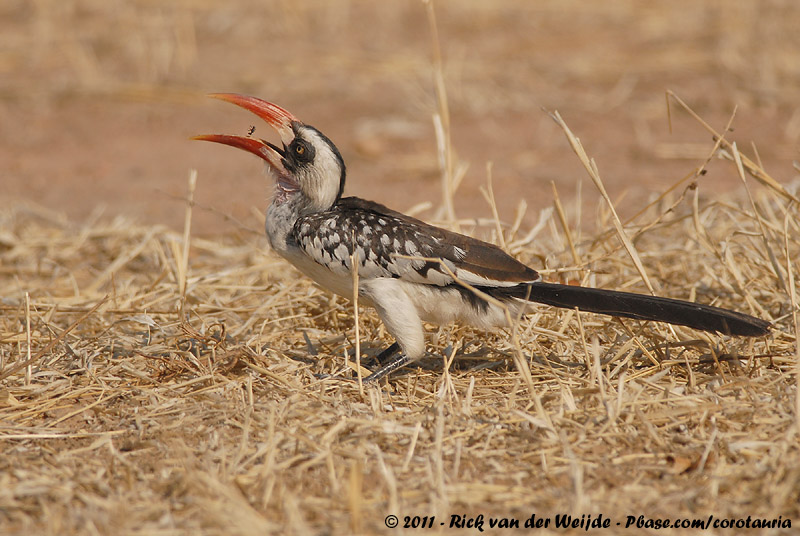Ruaha Hornbill<br><i>Tockus ruahae</i>