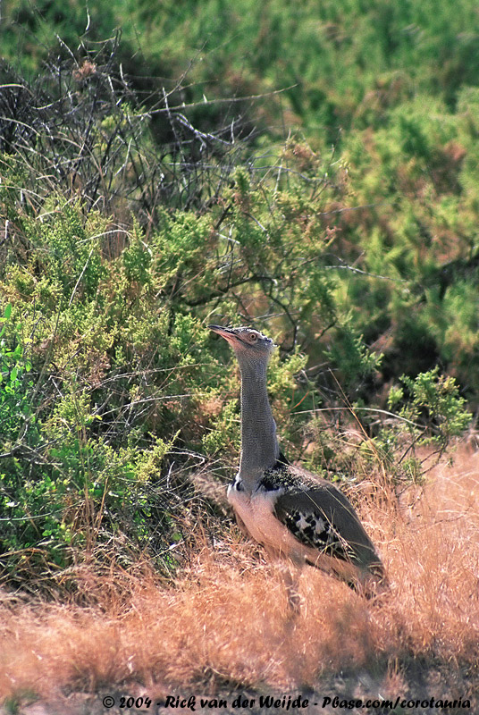 Kori Bustard<br><i>Ardeotis kori struthiunculus</i>