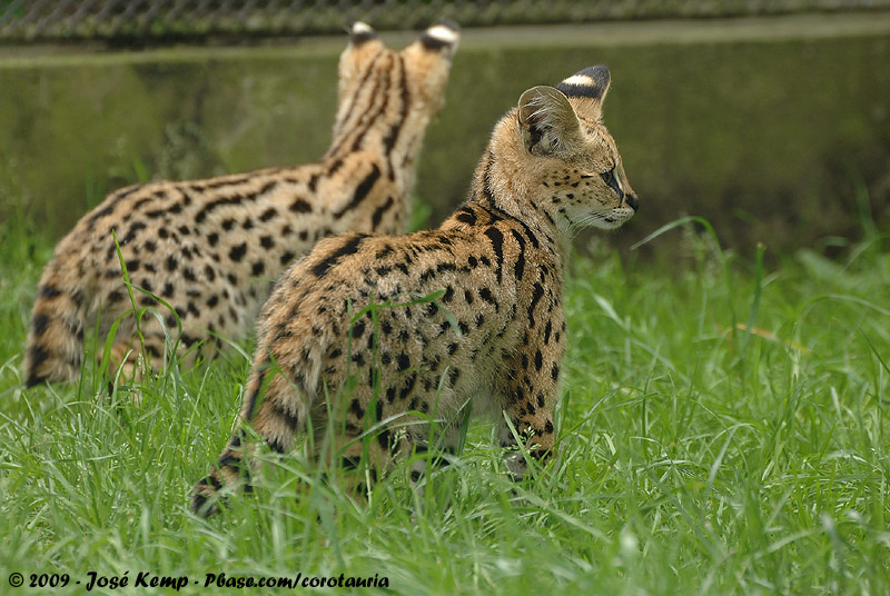 Serval<br><i>Leptailurus serval ssp.</i>